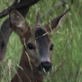 Animals: Mythical Unicorn Found... in Deer Form