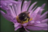 Assignment Discovery Shorts 06/07,07/08: Autotrophs Heterotrophs