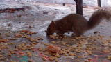 American Chopper: Life of Mikey: Squirrel Session 3