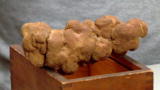 Oddities: Dino Poop 101