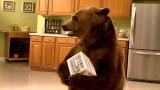 Pitchmen: Grizzly Bear Co-Star