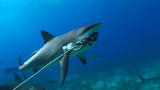 Shark Week: If a Shark Drags You Down