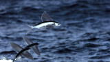 Life: Filming the Flying Fish