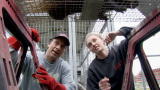 Dirty Jobs: Sexing a Porcupine