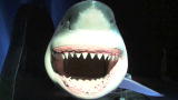 Sharks at Georgia Aquarium: Are Sharks Dangerous?