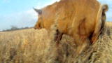 Hogs Gone Wild: Dog vs. Hog 3