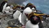 Frozen Planet: Masses Of Macaroni Penguins