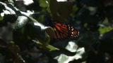News: Monarch Butterfly Fast Facts