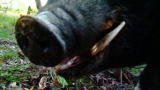 Hogs Gone Wild: Bulldozers With Teeth