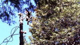 MythBusters: Conifer Catapult High Speed