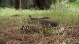 Worst Case Scenario: Rattlesnake Encounter