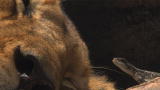 Filming Lizards and Lions