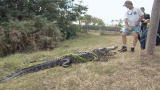 Verminators: Alligator Wrangling