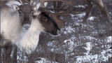 Caribou Fights Like a Boss