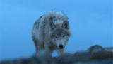 Frozen Planet: Close Encounter With a Wolf