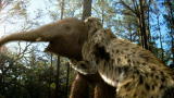 Prehistoric Dallas: Scimitar Cat Hunt