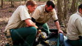 Hogs Gone Wild: Killer Cutters