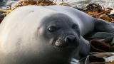 Life: Filming Orcas and Seals