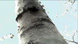 American Loggers Clips: Why Chainsaws Went Away