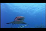The Ultimate Guide to Sharks: Shark Smell