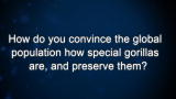 Curiosity: How do you convince the global population how special gorillas are, and preserve them?
