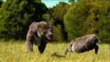 Prehistoric Washington DC: Bear Dog