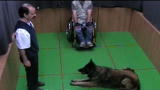 News: Dogs and Humans Think, Act Alike