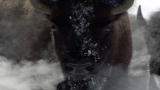 Frozen Planet: Gray Wolves Chase Down Bison
