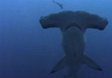 World of Sharks: Mysteries of the Hammerhead Shark