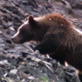 Planet Earth: Mountains: Grizzly Moth Feast