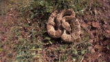 Dual Survival: Rattler Chow