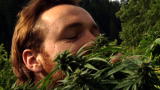 Weed Country Season 1: Green All Around