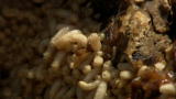 The Colony: Rotten Meat Duty