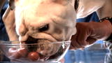 Time Warp: Dog vs Human Eating Contest