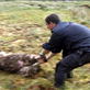 Man vs. Wild: Ba-Ba-Blech! Sheep