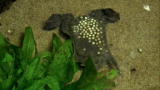 Is It Possible: Alien Toad