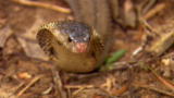 Dual Survival 2: Beware of Cobra