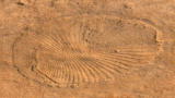 First Life: Footprints