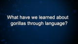 Curiosity: What have we learned about gorillas through language?
