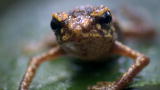 Life: Waterfall Toad Leaps from Danger