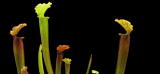 Assignment Discovery Shorts: Modified Leaves