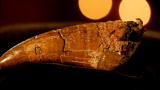 Auction Kings: Dinosaur Remains