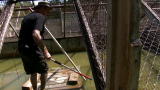 Swamp Brothers: Crocodile Water Polo