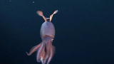 Squid Invasion: Anatomy of a Squid