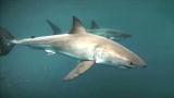 Shark Week: Saving the Sharks