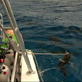 Mythbusters: Shark-Prey Vision