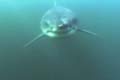 Air Jaws: Airborne Great Whites!