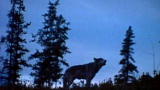 Outdoor Adventure: Coyotes