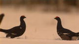 Frozen Planet: Filming a Black Grouse Fight
