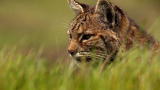 North America: Bobcat Stalks a Pocket Gopher
